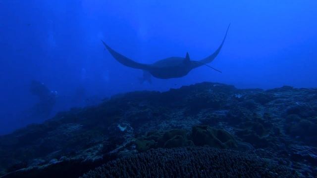 Manta Point Bali