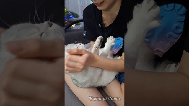 Умница Саша и обзор её кошки🐈