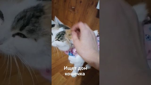 Ищет дом кошечка
