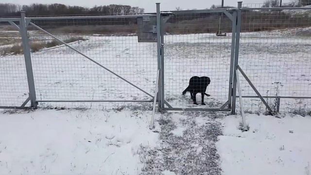 Кормлю Жучку.