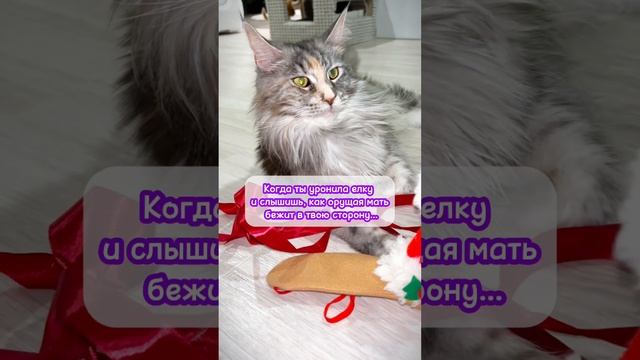 ПЛОХИ ДЕЛА! #cats #мейнкун #top