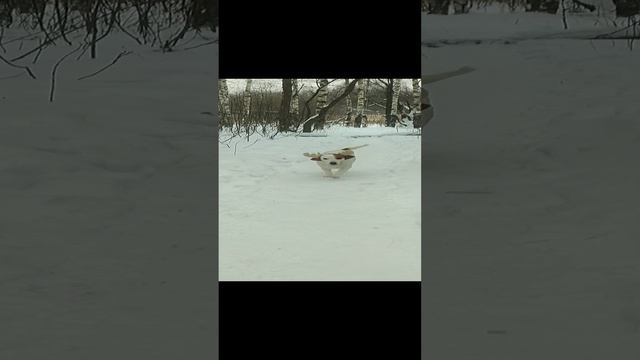 Белла - северный олень 🦌🧑🎄❄️