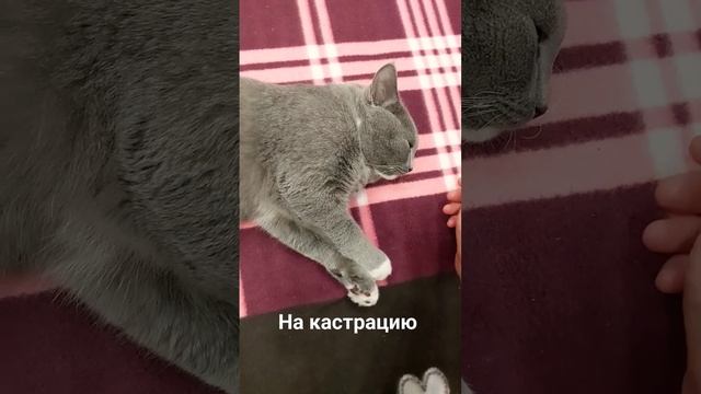 #cat #котик #кошкиндом #ветеринар #кастрация #animals