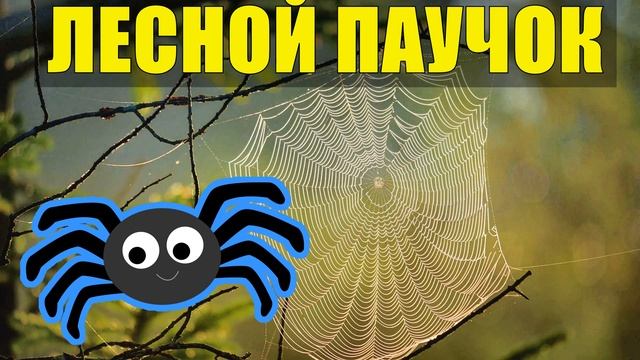 0751 - ТАЕЖНЫЙ ПАУЧОК НА КОРАБЛЕ