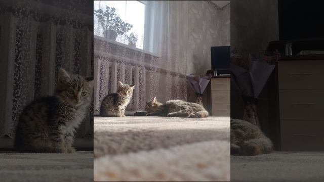 котики