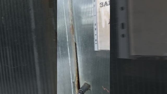#калатея #паутинныйклещ #спасаюрастения