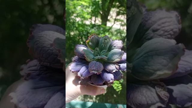 Воспоминания о лете. Красотка эхиверия Лингуас