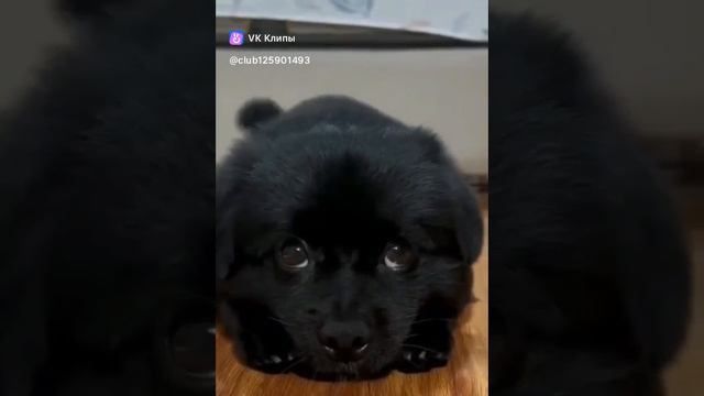 виноват.mp4