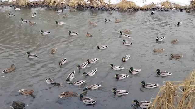 Парк Яуза уточки возле моста