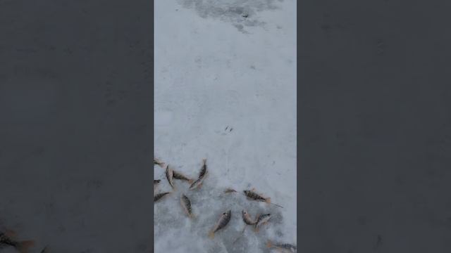 Зимняя рыбалка на Песчанном