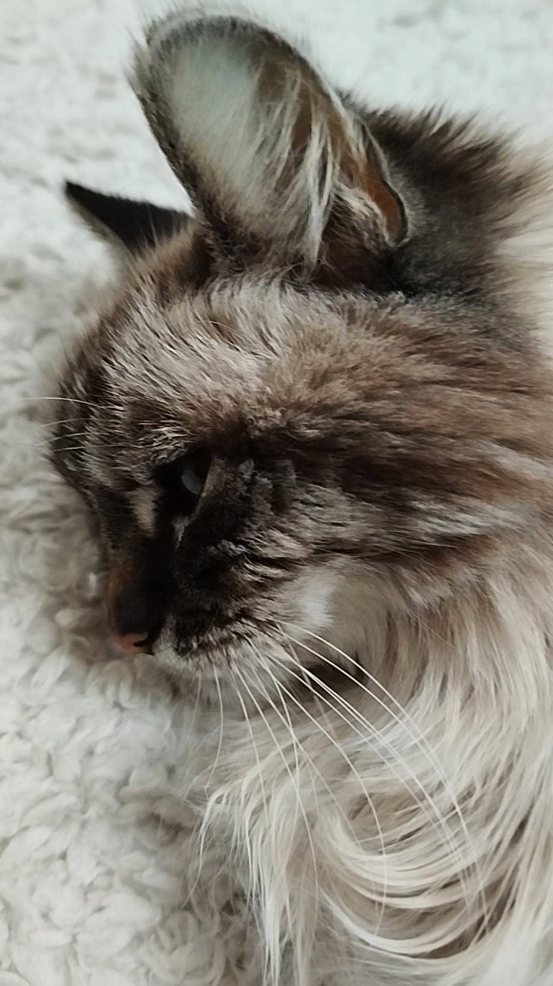 МОЙ КОТИК СЁМУШКА СО МНОЙ В ГЕРМАНИИ