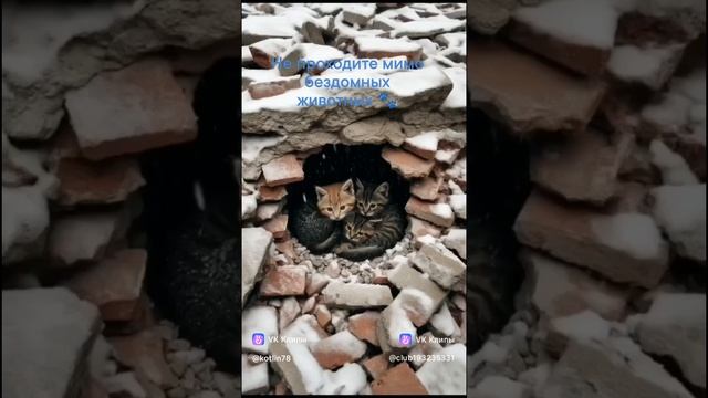 #КотикиТожеЖдутНовыйГод #ПриютКота