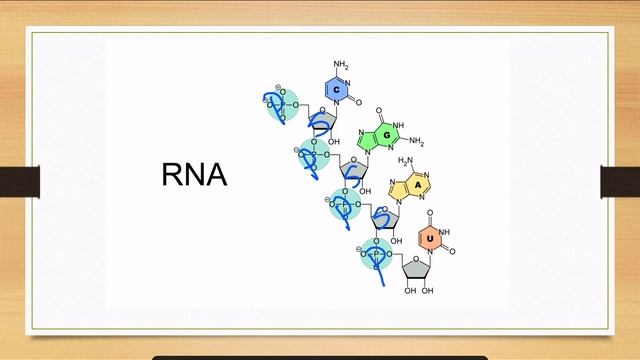Bio 123 Ch 3 Nucleic acids 2021