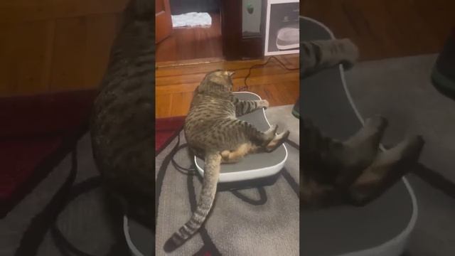КОЛОКОЛЬЧИКИ https://t.me/tanta_zer