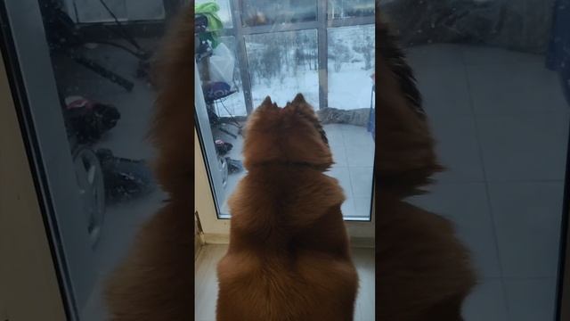 грозная красотка