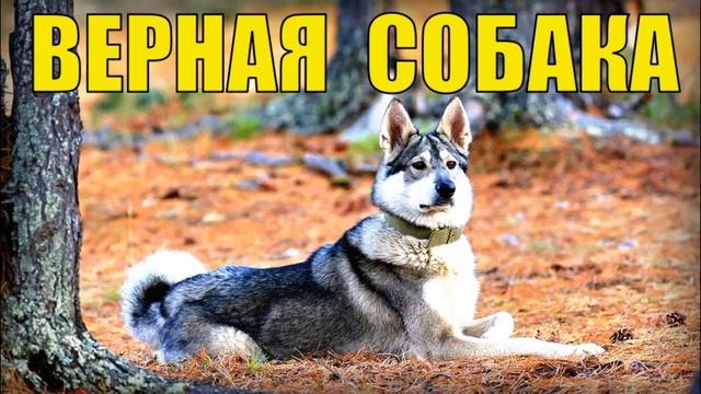 0767 - СОБАКА СПАСЛА ЧЕЛОВЕКА от МЕДВЕДЯ - САМЫЙ ВЕРНЫЙ ДРУГ ЖИЗНЬ В ТАЙГЕ ОХОТА НА СОБОЛЯ В ЛЕСУ С