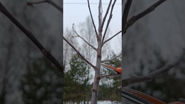 🌳ОБРЕЗКА МАКУШКИ ЯБЛОНИ🍎