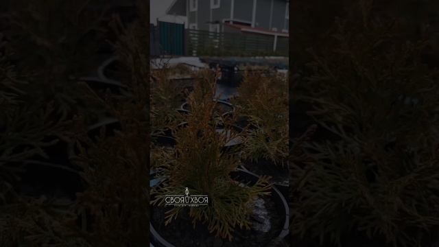 А как ваша зима?