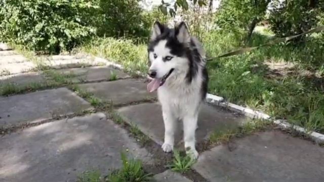 Сибирский хаски