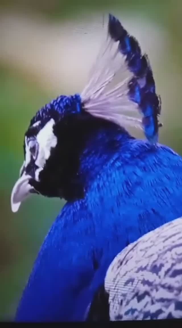 Экзотические ПТИЦЫ😳