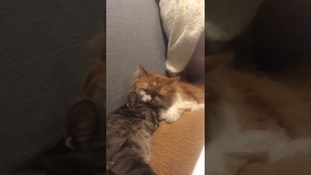 Кошачья любовь 😻