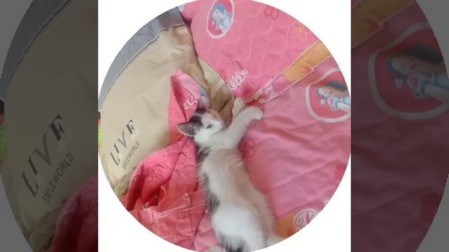 Мой кот по кличке "Томми"