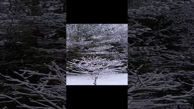 VID_20241225_154322~2.mp4