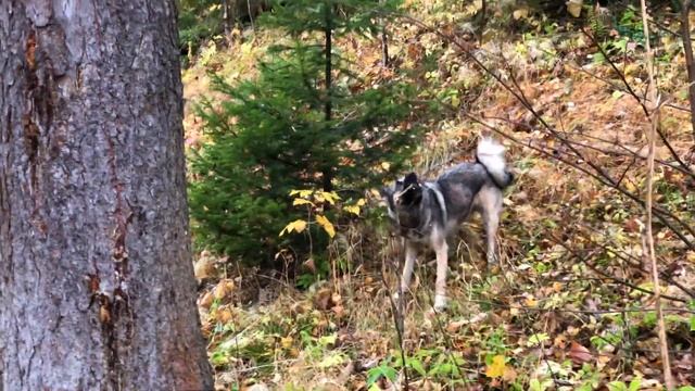 61 серия Один день из жизни лайки по кличке Пуля