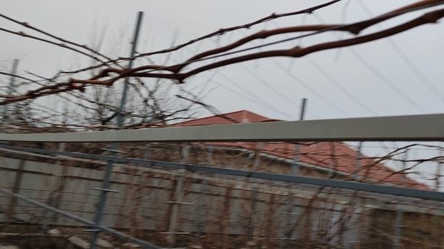 Какой может вырасти саженец за один сезон! 🍇🍇🍇 Telegram, WhatsApp и Viber +79528500417.