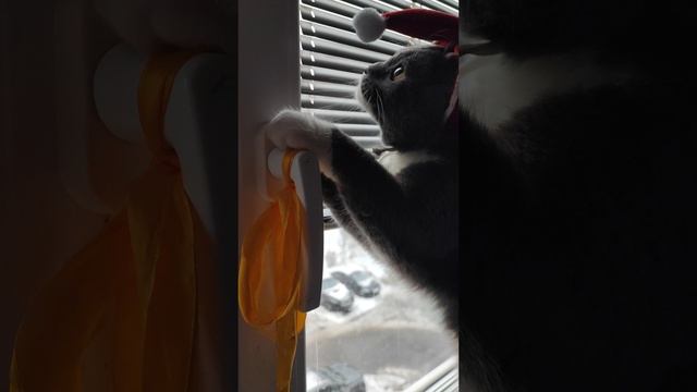 Санта - 🐱 Кот!