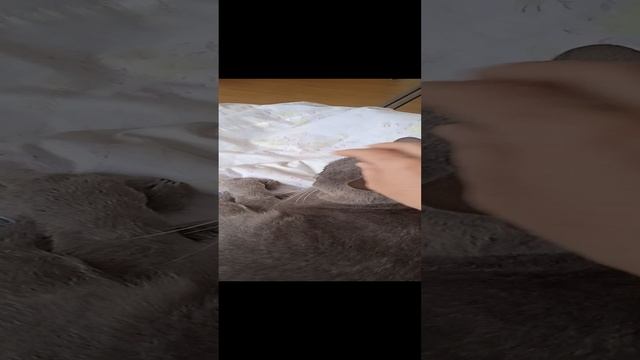 АСМР лёгкое проглаживания котика