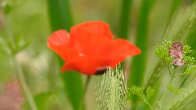 Вело тур по ИЗРАИЛЮ - МИР БЕЗ ГРАНИЦ часть 01 Тель Авив. Праздник ПУРИМ - веселье и чудеса!