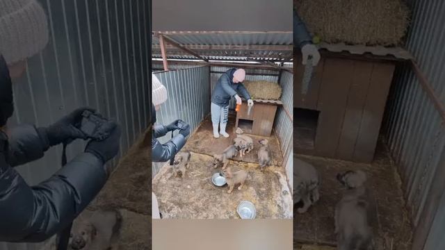 🎇✨Пусть ваши дома украшают нарядные ёлки, а мысли в ожидание волшебства (Приют Лапа Помощи)🎉🎄