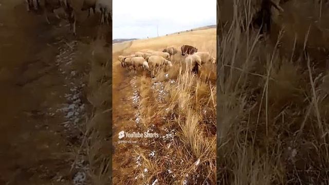 1 ноября 2024.перегон.mp4