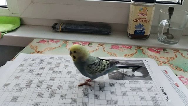 Я русский  Говорящий волнистый попугай