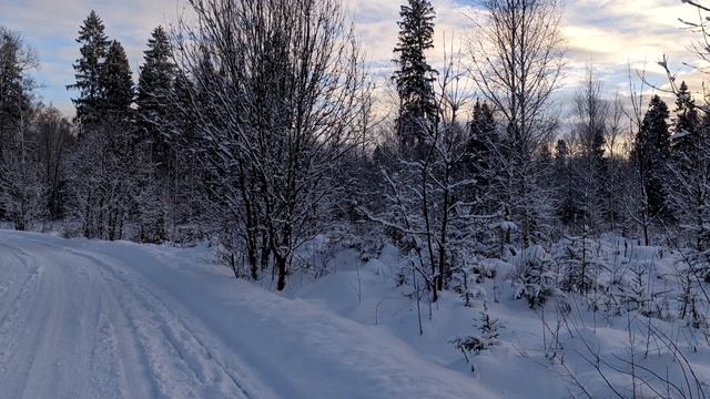 через лес к свету