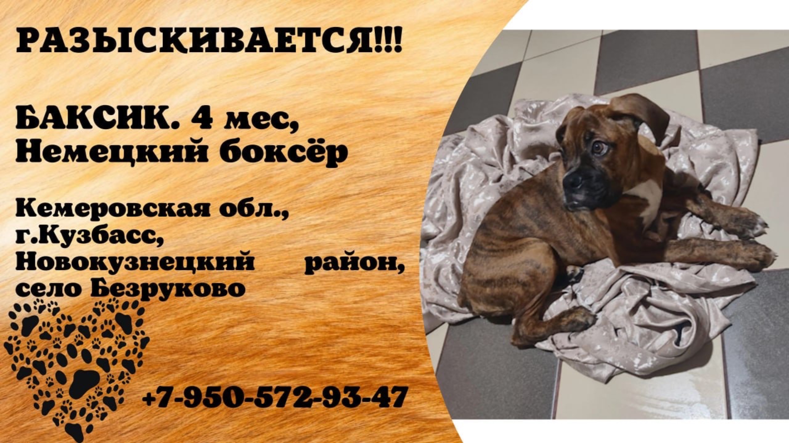 Пропала собака! БАКСИК. 4 мес, немецкий боксёр. Кемеровская обл., г.Кузбасс.