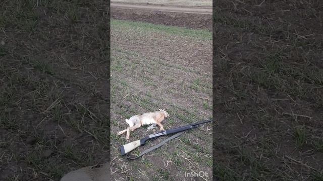 Huglu renova первый заяц-русак! вписываем в лицензию не отходя от "кассы" )))