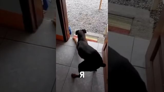 Юмор