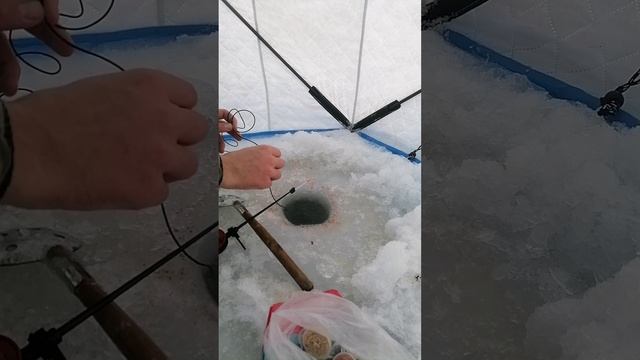 Рыбалка на плотву, на опарыш. бешеный клев!