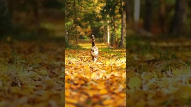 мой кот гуляет на улице