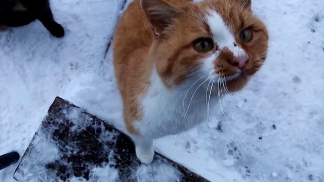 Я их единственная надежда чтобы выжить!