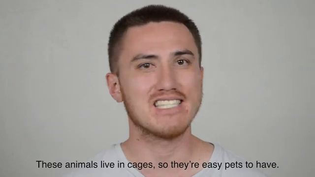A1 English Listening Practice - Pets