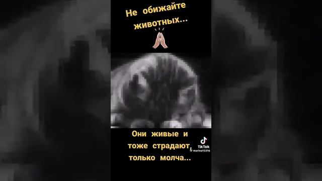 берегите и цинити без домных животных они наши малые друзья