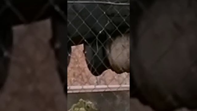 Куда повезли?