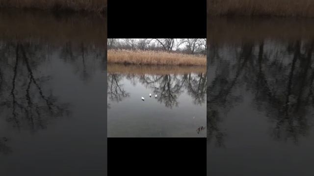 scene_output.mp4г