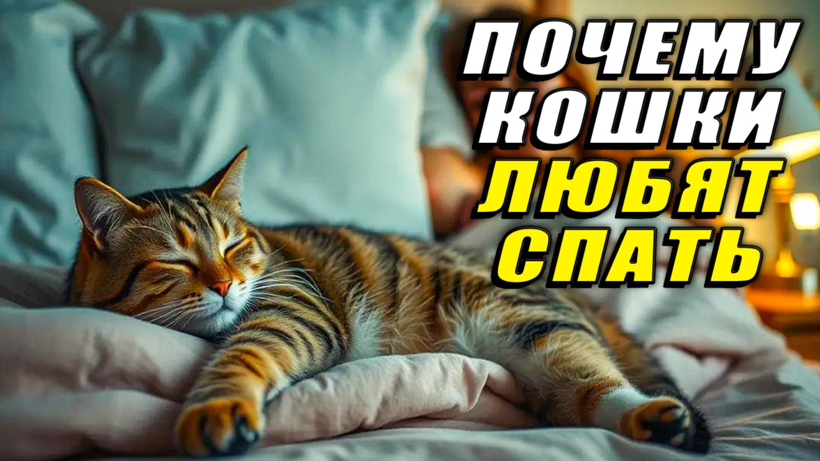 Почему кошки любят спать. Почему кошки много спят