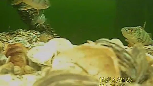 1000035888.mp4Волга.31.12.2024г.