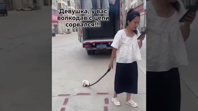 Волкодав без поводка и намордника