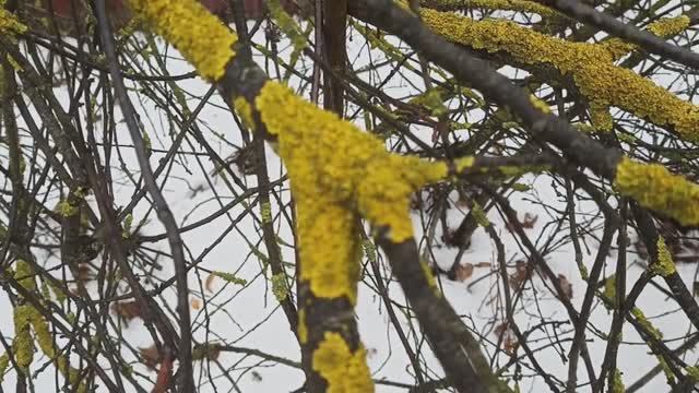 Предновогодние наблюдения за природой